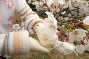 090329桜161.jpg