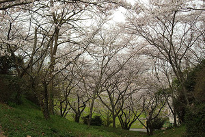 090329桜347.JPG