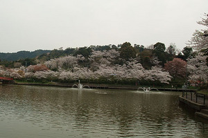 090329桜348.JPG