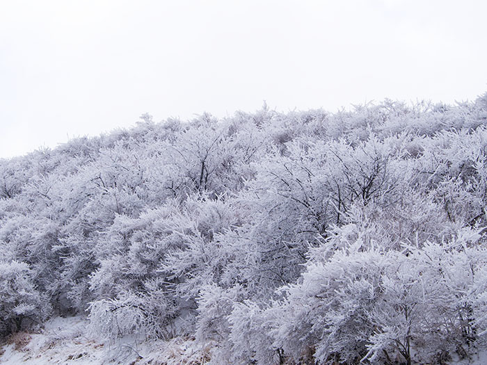 130119樹氷130.jpg
